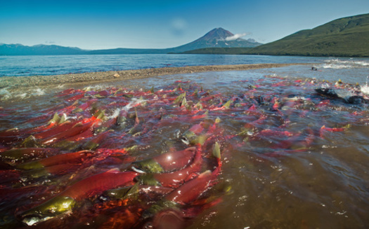 An ocean pattern known as La Nia is providing colder waters for salmon in the Pacific Ocean. (Naturecolors/Adobe Stock)