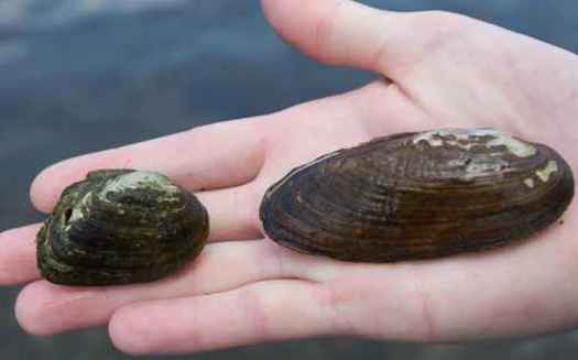 Brook floater mussels are one of New Hampshire's known endangered invertebrate species. (U.S. Fish and Wildlife Service)