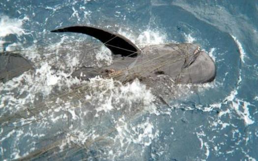 A short-finned pilot whale is entangled in a drift gillnet. (NOAA, courtesy of Oceana)