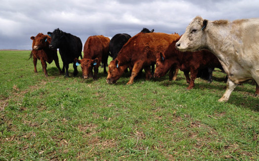 Grazing cattle on cover crops can help increase organic matter in soil. (Conservation Media Library/Flickr)