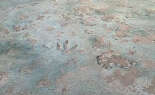 The Mill Creek Dinosaur Tracksite features more than 200 dinosaur tracks preserved in sedimentary rock, representing 10 distinct species of dinosaur. (Center for Biological Diversity)