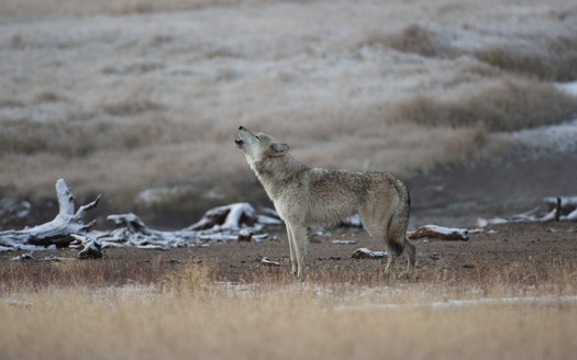 A 2021 Idaho law allows for killing up to 90% of the state's wolf population. (Dennis Donohue/Adobe Stock)