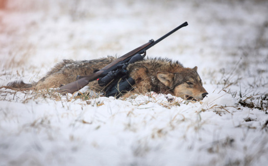 Wolves have not been protected by the federal Endangered Species Act since 2011, when Congress carved out an exemption for the wolf populations of Montana and Idaho. (Adobe Stock)