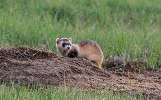 In states like South Dakota, Native American tribes have been trying to restore populations of endangered species like the black-footed ferret. (Adobe Stock)
