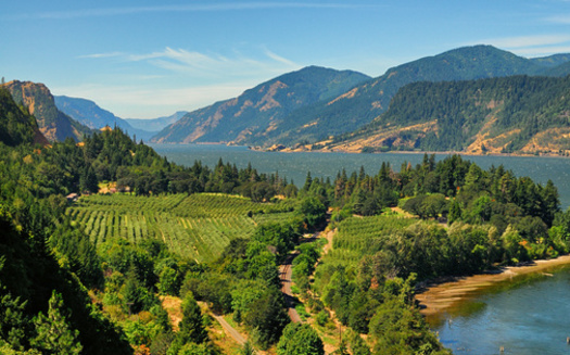 Many of the farmworkers in Oregon near the Columbia River Gorge work in orchards. (Kirk/Adobe Stock)