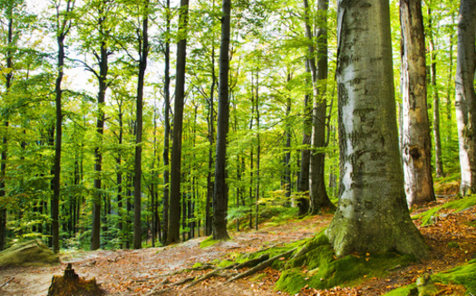 According to the Climate Forests campaign, intact old-growth forests can help regulate water flow across land surface and stabilize water table levels by affecting soil permeability. (Adobe Stock)