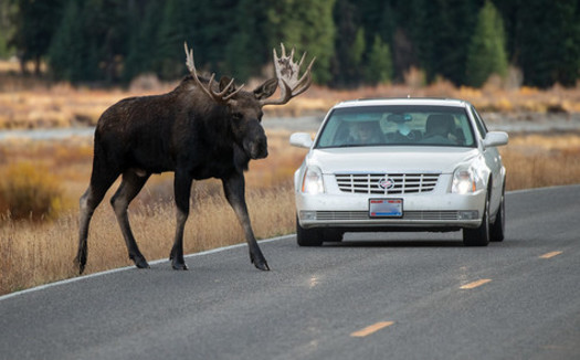 It's estimated that motorist/wildlife collisions result in more than 200 human deaths and 26,000 injuries annually in the U.S. (Eric Kilby/Flickr)