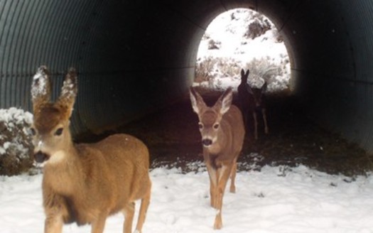 A wildlife camera at a culvert underneath U.S. Highway 395 collects data on deer migration. (Pathways for Wildlife)