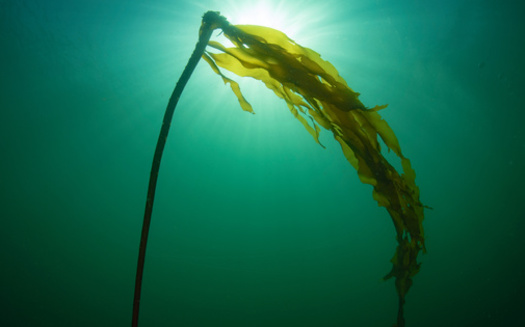 Kelp abundance has dropped by 80% from its peak in Puget Sound. (Gina Lusardi/Adobe Stock)