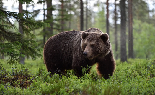 In 2021, three endangered grizzly bears were killed through the USDA's Wildlife Services program. Of more than 400,000 wild animals killed, at least 2,700 were killed unintentionally. (Adobe Stock)