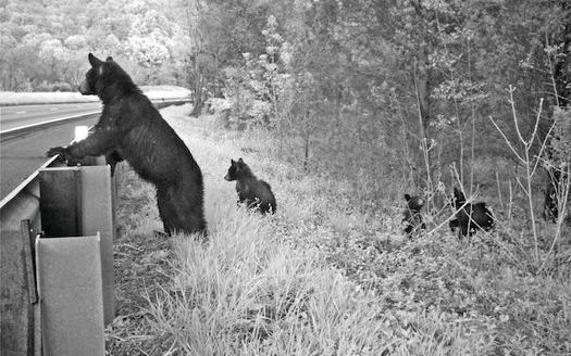 Safe wildlife passages, either under or over roads, are estimated to have reduced collisions by more than 80%, according to Pew Charitable Trusts. (BridgetDonaldson/Virgina.gov)