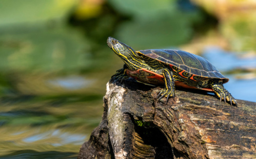 Communities and agriculture are encroaching on the habitat of western painted turtles in Oregon. (Danita Delimont/Adobe Stock)