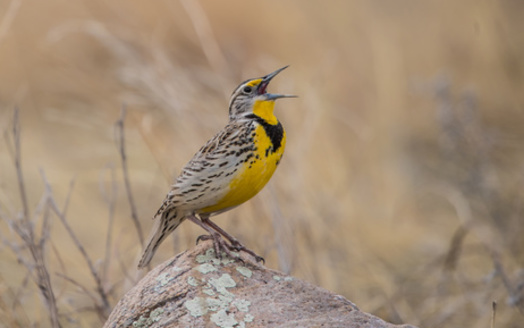 North Dakota's state bird, the western meadowlark, has seen population declines. But supporters of a bill moving through Congress say it would be the biggest wildlife protection legislation since the Endangered Species Act. (Adobe Stock)