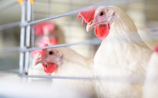 The latest bird flu outbreak in the United States has forced farmers to kill several million chickens across the country. (Adobe Stock)