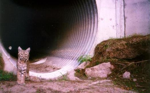 A bobcat uses a culvert to travel underneath a highway. (National Park Service)