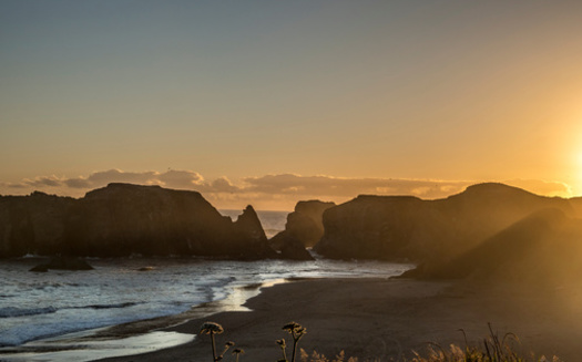 Seals bring their pups to Coquille Point in Oregon and nurse them on the shore. (David/Adobe Stock)