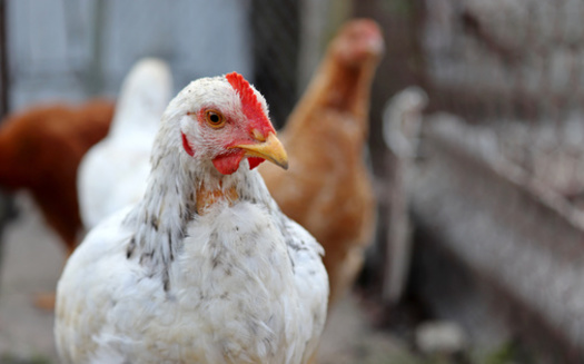 Pennsylvanians who suspect their poultry is infected with avian influenza can report concerns 24 hours a day, seven days a week to the Pennsylvania Bureau of Animal Health and Diagnostic<br />Services at 717-772-2852, option 1. (Adobe Stock)