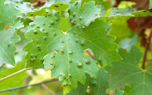 Galls can be the result of a number of different parasites, from bacteria and viruses to insects. (sheilaf2002/Adobe Stock)