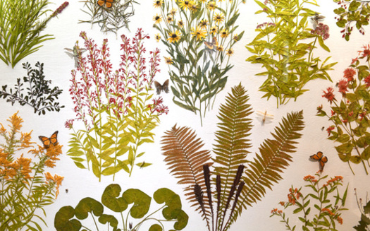 Dr. Sherwin Carlquist began his studies as a botanist in the 1950s by studying how plants end up on particular islands, and how they adapt to their new surroundings. (Adobe Stock)