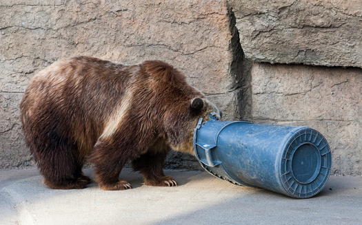 Jackson Hole Bear Solutions is developing a plan alongside the three waste-hauling businesses in Teton County to make bear-resistant trash cans accessible to as many residents as possible. (Adobe Stock)