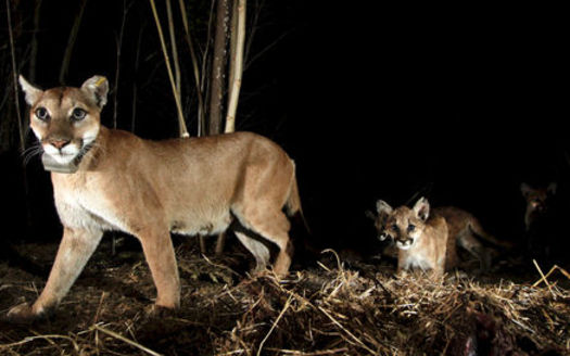 A mountain lion dubbed P-65 and her kittens have been traced crossing the 101 Freeway in Southern California, near the site of a new wildlife crossing that broke ground last week. (National Park Service)