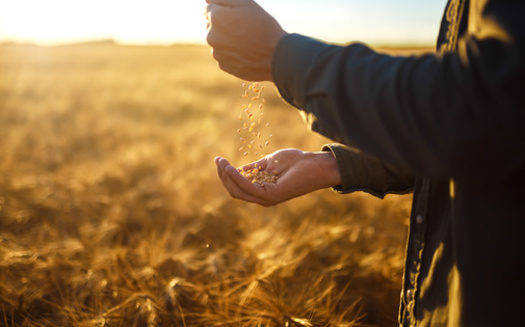 The White House announced this week plans to invest an additional $250 million in domestic fertilizer production, as the Russian invasion of Ukraine has limited the supply of fertilizer globally. (Adobe Stock)