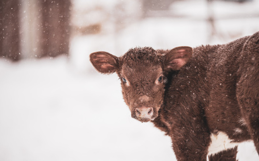 In addition to herd losses, North Dakota ranchers say they used up extra resources to try and keep their livestock alive during April's severe snowstorms. (Adobe Stock)