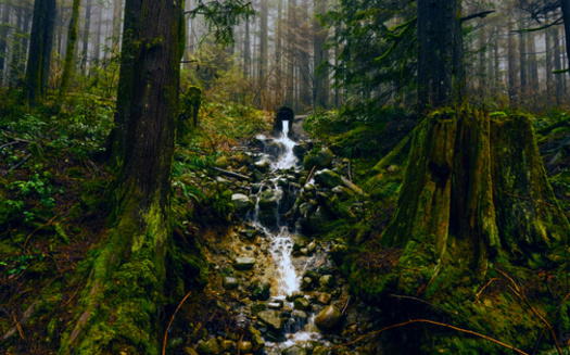 Old-growth forests hold far more carbon than younger forests, helping to protect people from fossil-fuel emissions, according to research published in National Geographic. (Adobe Stock)