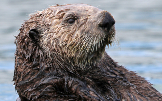 There are more than a dozen species of otters around the world. (David Ledig/Bureau of Land Management)