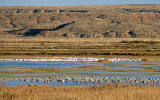 The Rio Grande Basin provides critical habitat to sandhill cranes, migratory and wintering waterfowl and many other species. (nm.audubon.org)