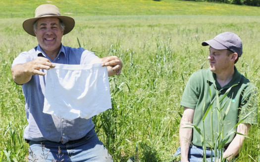 Farmer Steve Groff, left, and Mark Myers of the USDA Natural Resources Conservation Service prepare to bury some cotton underwear on Groff's farm in York County. The underwear will be dug up in 60 days and the level of decomposition will be an indicator of the soil's health. (Kelly O'Neill/Chesapeake Bay Foundation)