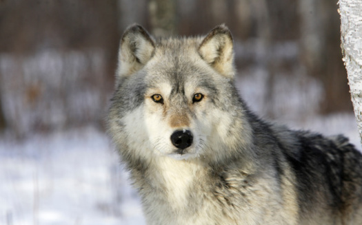 Colorado is part of the gray wolf's native range, but wolves had been eradicated from the state by the 1940s, according to Colorado Parks and Wildlife. (Adobe Stock)