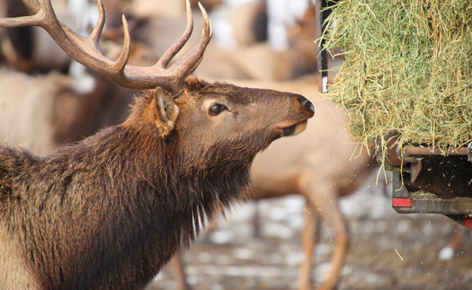 Chronic wasting disease is a fatal neurological disease that kills elk, deer and moose and spreads rapidly when large numbers of animals congregate. It has been recently documented in Grand Teton National Park and immediately adjacent to several state-run feedgrounds. (Adobe Stock)