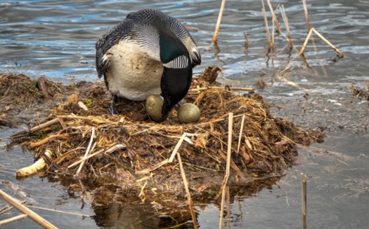 The Common Loon mostly breeds in Canada and the northern United States. (Tim Corner/Adobe Stock)