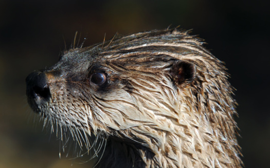 The North American river otter, also known as the northern otter, is among the 104 vulnerable wildlife species in South Dakota. (Adobe Stock)