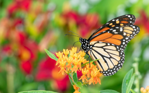 The monarch butterfly is among the more than 110 vulnerable wildlife species in North Dakota. (Adobe Stock)