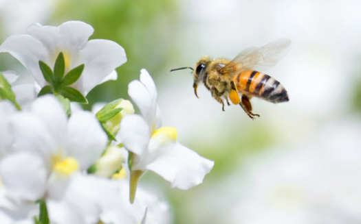 In 2006, experts began to note significant yearly declines in honey bee colonies. (Adobe Stock)