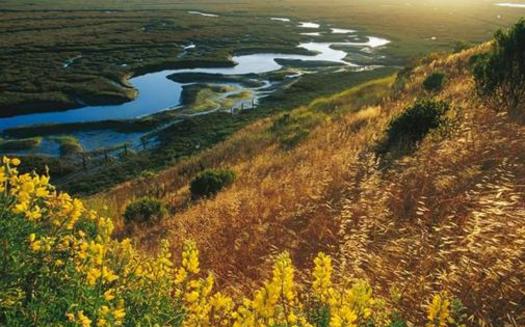 Conservation groups want to restore vegetation in coastal areas such as Elkhorn Slough near Monterey Bay, which sequesters carbon in the soil, helping to slow climate change. (Elkhorn Slough National Estuarine Research Reserve)