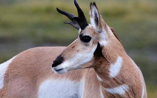 In New Mexico, herds of pronghorn typically are found roaming the high plains throughout the eastern part of the state. (Steppinstars/Pixabay)