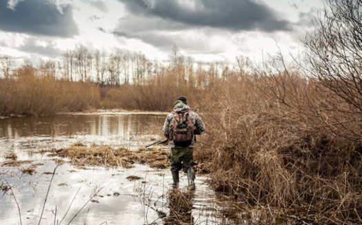 According to the Audubon Society, 34 states have passed measures regulating lead ammunition since the early 1990s. (Adobe Stock)