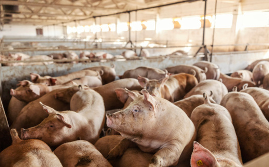Environmental advocates say Iowa has more than four times as many large concentrated<br />animal-feeding operations as it did in 2001. (Adobe Stock)