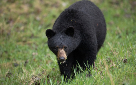 According to the Wisconsin DNR, nearly 130,000 hunters applied for black-bear hunting licenses in 2021. (Adobe Stock)