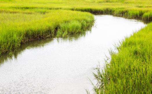 The United States has approximately 3.8 million acres of salt marshes, according to The Pew Charitable Trusts. (Adobe Stock)