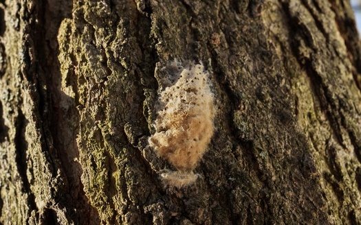 Spongy moth egg masses are typically found on tree trunks and branches, but also sometimes on stone walls, furniture, houses or cars. (Mark Van Dam/Adobe Stock)