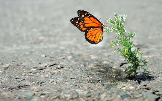Conservation experts say the monarch butterfly's western population is at greatest risk of extinction, having declined by an estimated 99.9%. (Adobe Stock)