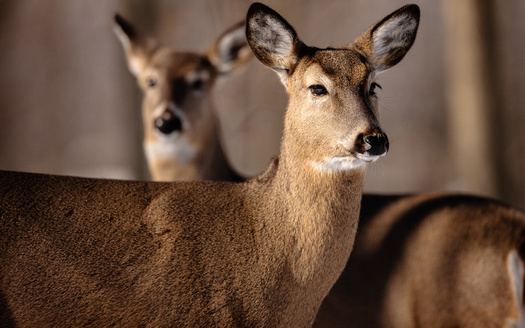 Chronic wasting disease has been detected among cervids; deer, elk and moose. So far, there is no cure or treatment. (Drake Fleege/Adobe Stock)