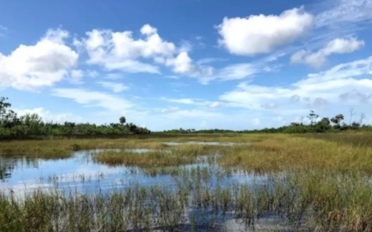 Salt marshes are coastal wetlands rich in marine life. They sometimes are called tidal marshes, because they occur in the zone between low and high tides. (FWC)