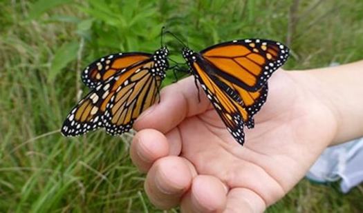 The migratory monarch butterfly is known for its annual journey of up to 3,000 miles across the Americas. (Loudoun Wildlife Conservancy)