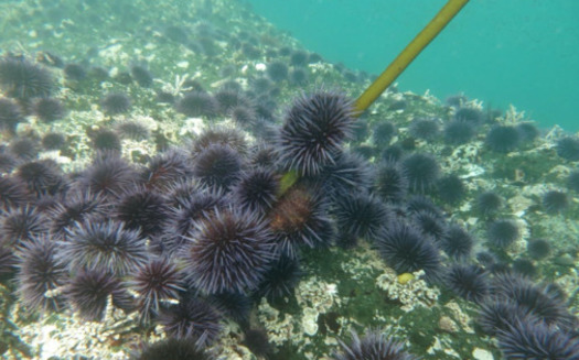 Kelp-restoration efforts to remove purple urchins are under way or are planned for locations near Fort Bragg, Monterey and Big Sur, as well as in Oregon. (Kevin Joe)