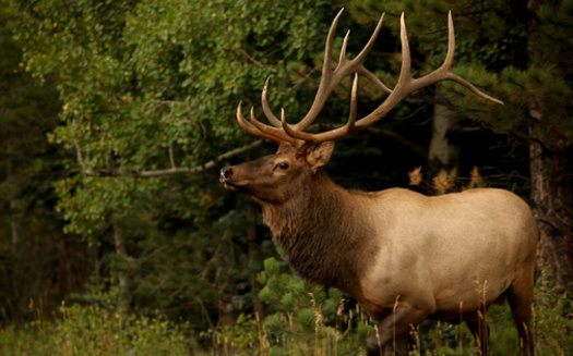Montana Fish, Wildlife and Parks' update to the elk-management plan is expected to conclude in 2023. (Kyle T. Perry/Adobe Stock)